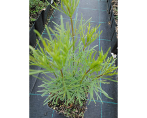 Coreopsis verticillata ‘Zagreb’