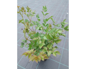 Astilbe chinensis ‘Purpurkerze’