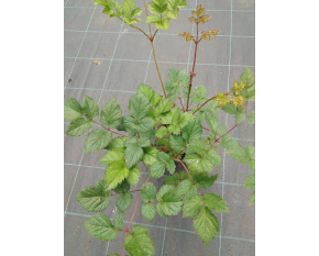 Astilbe chinensis ‘Purpurkerze’