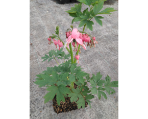 Dicentra spectabilis