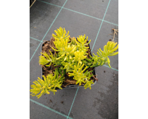 Sedum reflexum ‘Yellow cushion’
