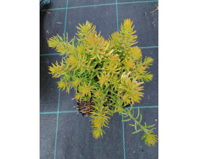 Sedum reflexum ‘Yellow cushion’