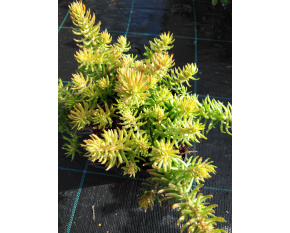 Sedum reflexum ‘Yellow cushion’
