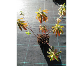 Euphorbia polychroma
