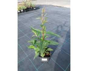 Verbena hastata ‘Pink Spires’