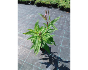 Verbena hastata ‘Pink Spires’