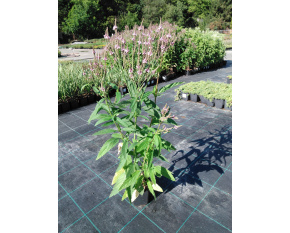 Verbena hastata ‘Pink Spires’