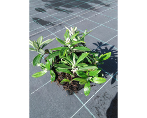Anaphalis triplinervis ‘Sommerschnee’