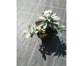 Anaphalis triplinervis ‘Sommerschnee’