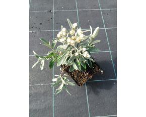 Anaphalis triplinervis ‘Sommerschnee’