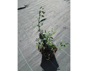 Aster lateriflorus ‘Lady in Black’