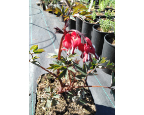 Dicentra spectabilis ‘Valentine’