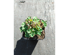 Aquilegia flabellata ‘Red and White’