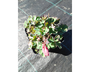 Aquilegia flabellata ‘Red and White’
