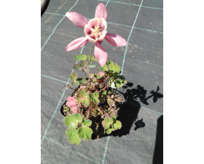 Aquilegia flabellata ‘Red and White’