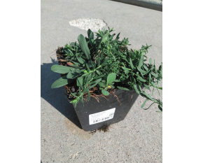 Aster ericoides ‘Snowflurry’
