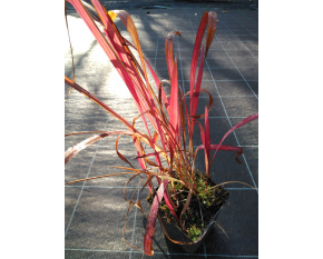 Imperata cylindrica ‘Red Baron’