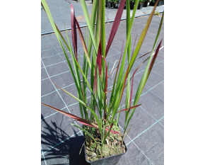 Imperata cylindrica ‘Red Baron’