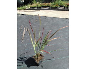 Imperata cylindrica ‘Red Baron’