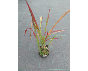 Imperata cylindrica ‘Red Baron’