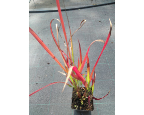Imperata cylindrica ‘Red Baron’