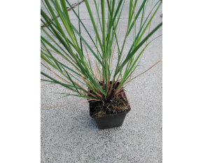 Cortaderia selloana ‘Pumila’