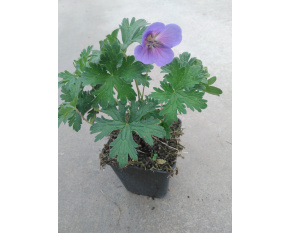Geranium hybride ‘Johnson's Blue’