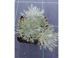 Artemisia schmidtiana ‘Nana’