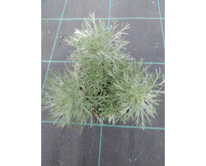 Artemisia schmidtiana ‘Nana’