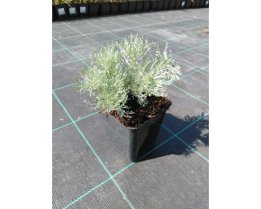 Artemisia schmidtiana ‘Nana’