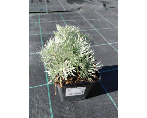 Artemisia schmidtiana ‘Nana’