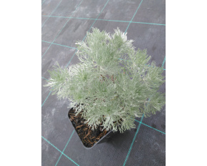 Artemisia schmidtiana ‘Nana’