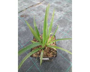 Hemerocallis ‘Sammy Russell’