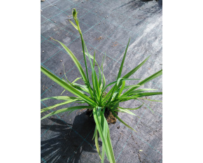 Hemerocallis ‘Sammy Russell’