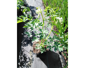 Dicentra spectabilis ‘Alba’