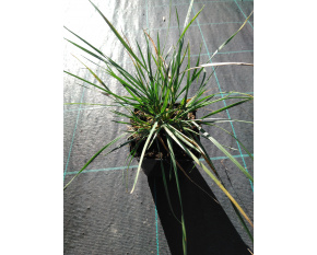 Festuca mairei