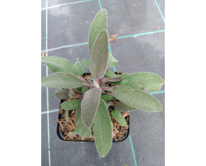 Salvia officinalis ‘Purpurascens’