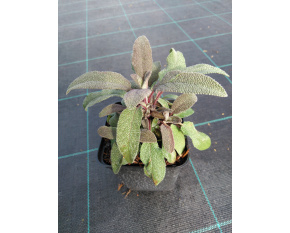 Salvia officinalis ‘Purpurascens’