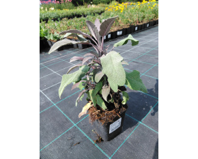 Salvia officinalis ‘Purpurascens’