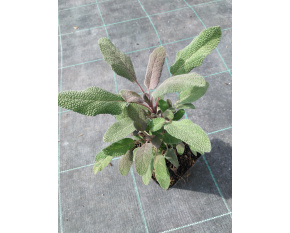 Salvia officinalis ‘Purpurascens’