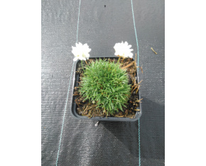 Armeria juniperifolia ‘Alba’
