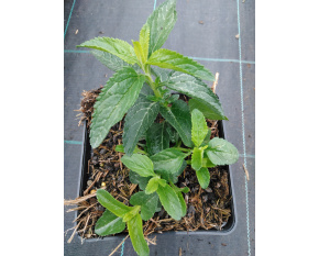 Veronica longifolia ‘First Lady’