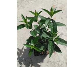 Veronica longifolia ‘First Lady’