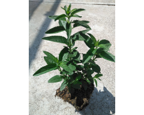 Veronica longifolia ‘First Lady’