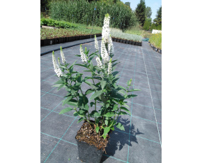 Veronica longifolia ‘First Lady’