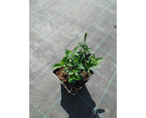Veronica longifolia ‘First Lady’