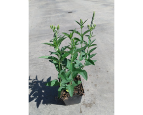 Veronica longifolia ‘First Lady’