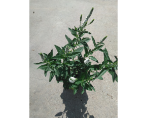 Veronica longifolia ‘First Lady’
