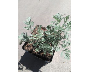 Artemisia arborescens ‘Powis Castle’