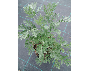Artemisia arborescens ‘Powis Castle’